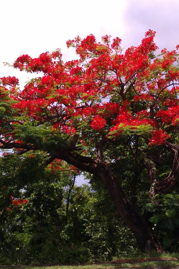 Cote Caraibes Apartment Bouillante Bagian luar foto