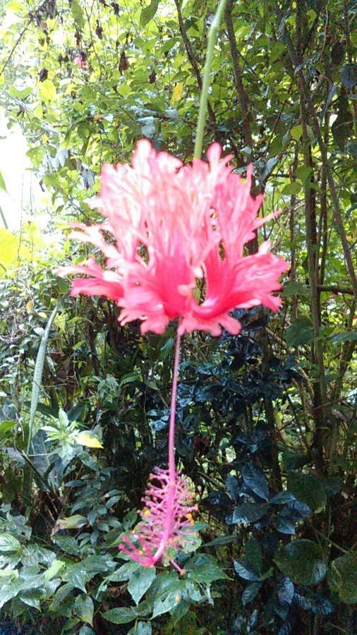 Cote Caraibes Apartment Bouillante Bagian luar foto