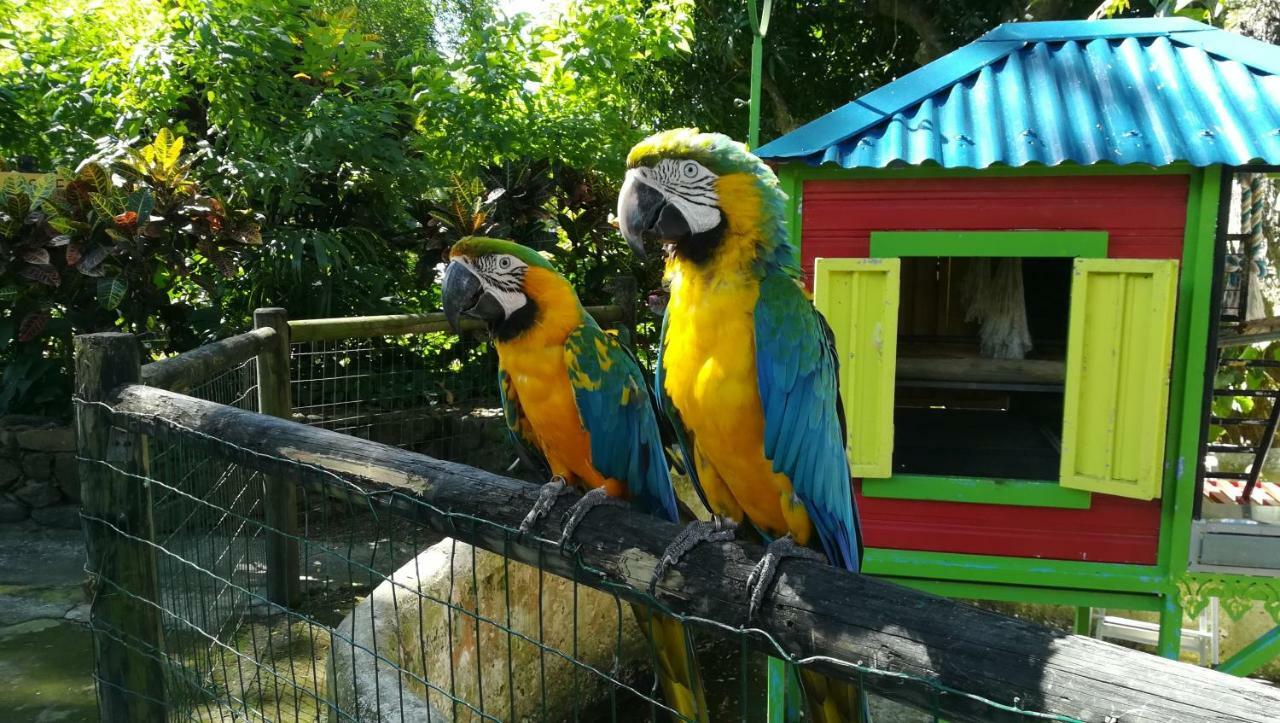 Cote Caraibes Apartment Bouillante Bagian luar foto